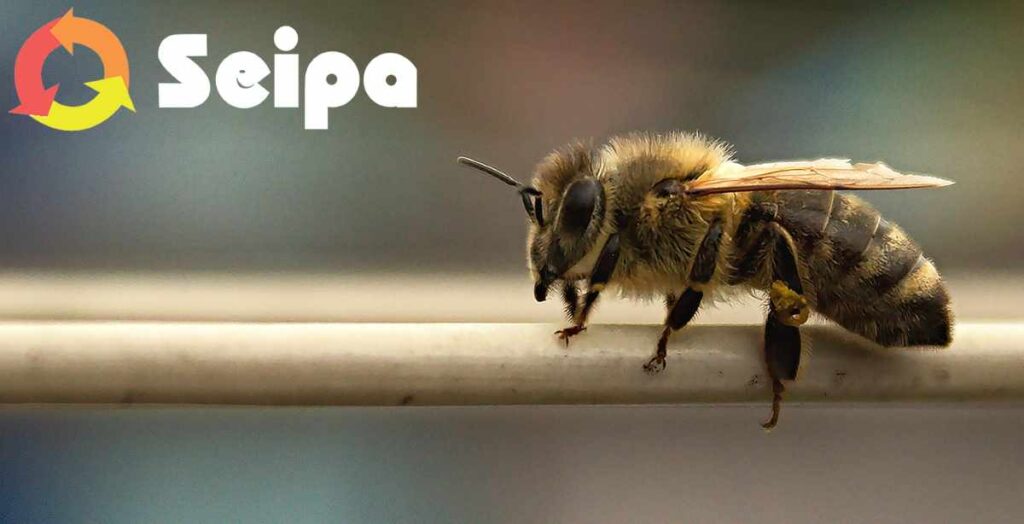 UN NUOVO RONZIO TRA GLI IMPIANTI SEIPA