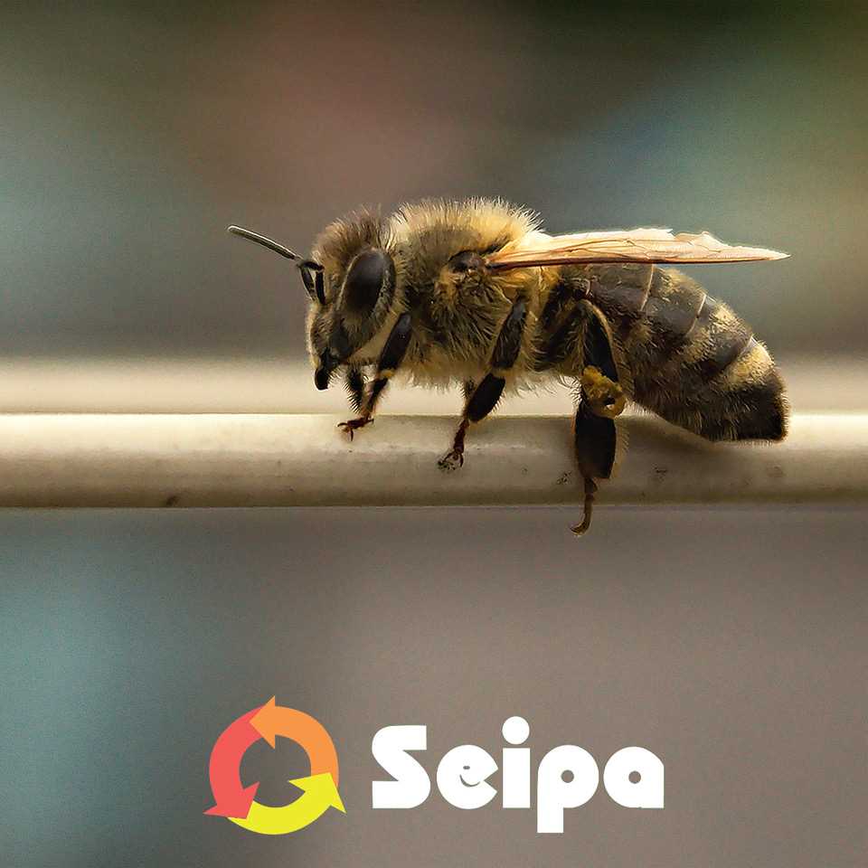 API IN AZIENDA: SEIPA RADDOPPIA E RILANCIA ANCORA PER IL 2026