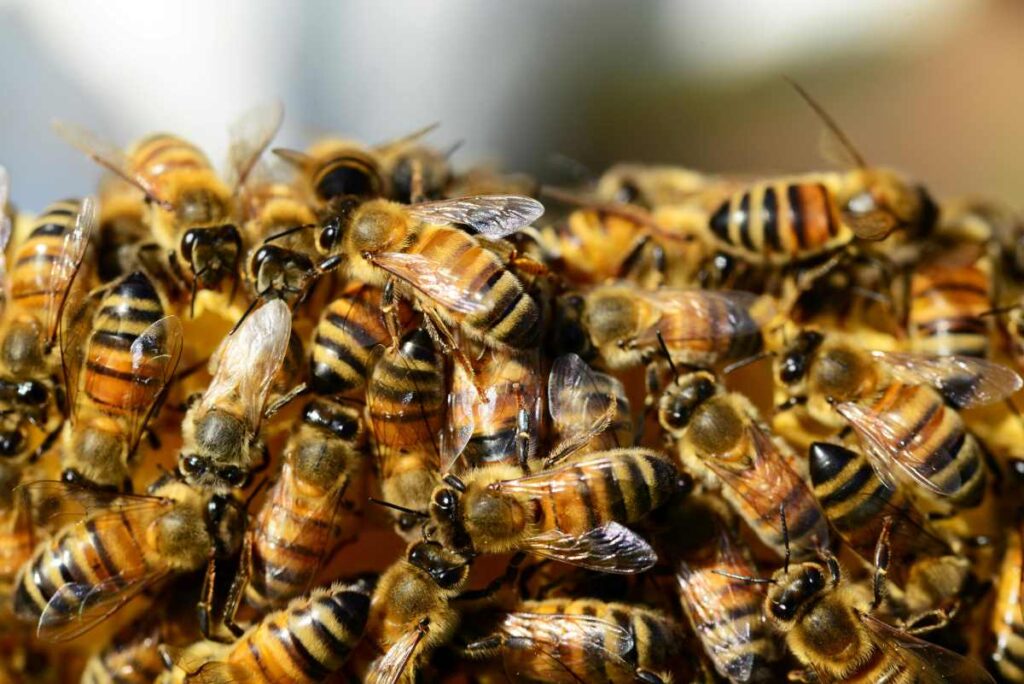 AUTOMONITORAGGIO AMBIENTALE E BIODIVERSITÀ, IL GRUPPO SEIPA CHIUDE L’ANNO PUNTANDO SULL’ECCELLENZA